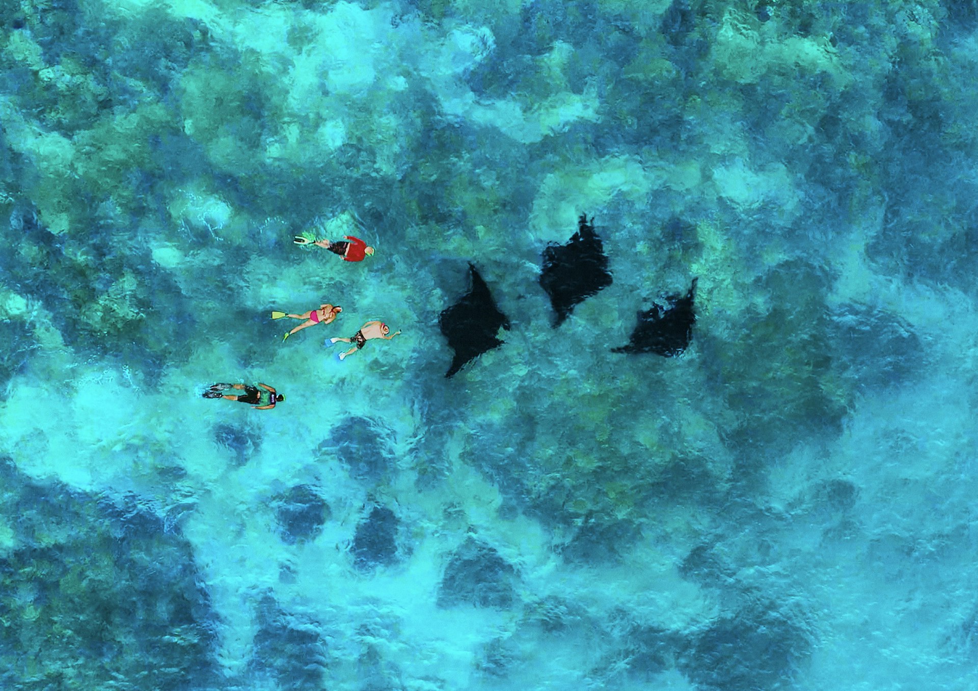 Fiji-Diving_manta-rays.jpg