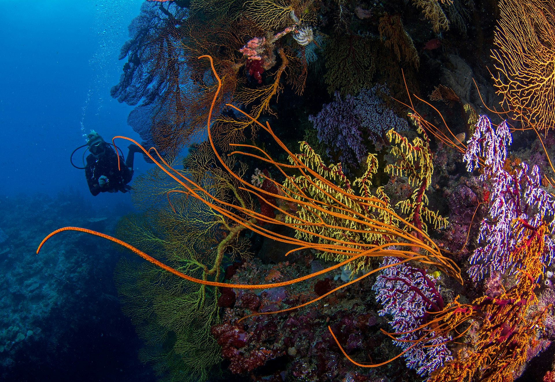 Why diving in Fiji is spectacular Lonely Lonely
