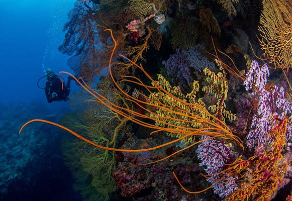 Why diving in Fiji is spectacular – Lonely Planet - Lonely Planet