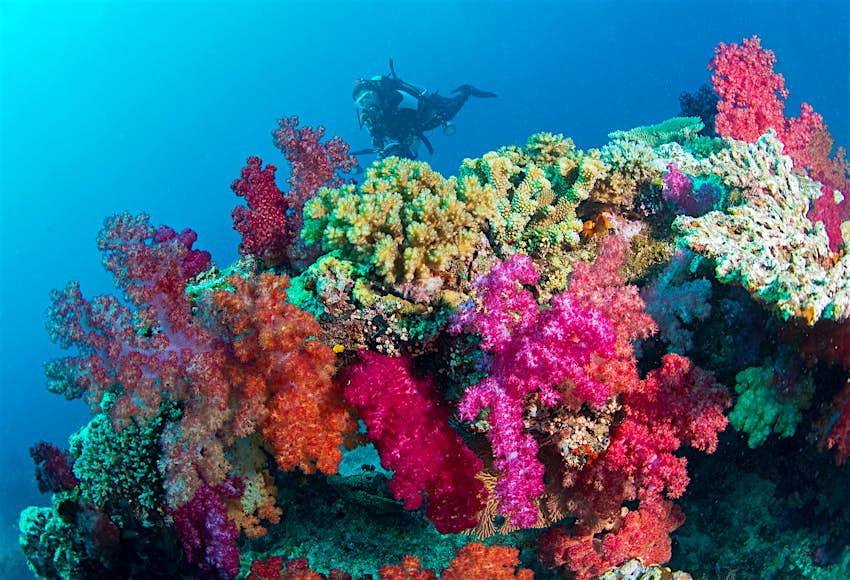 Fiji-Diving_soft-coral.jpg
