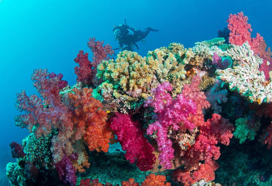 Why diving in Fiji is spectacular Lonely Lonely