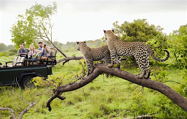 Two leopards on tree watching tourists in jeep, back view