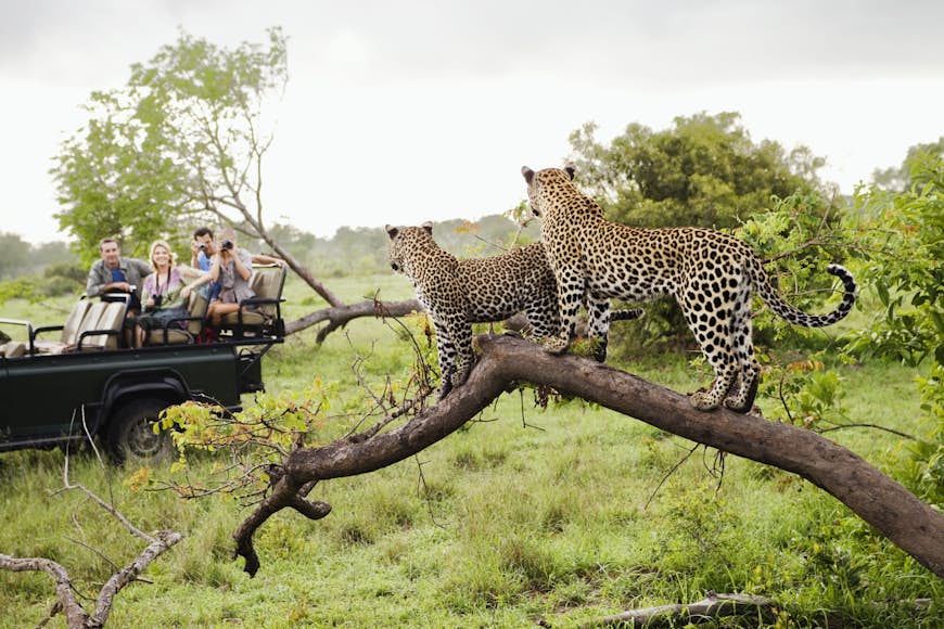 Two leopards on a tree in Kruger National Park