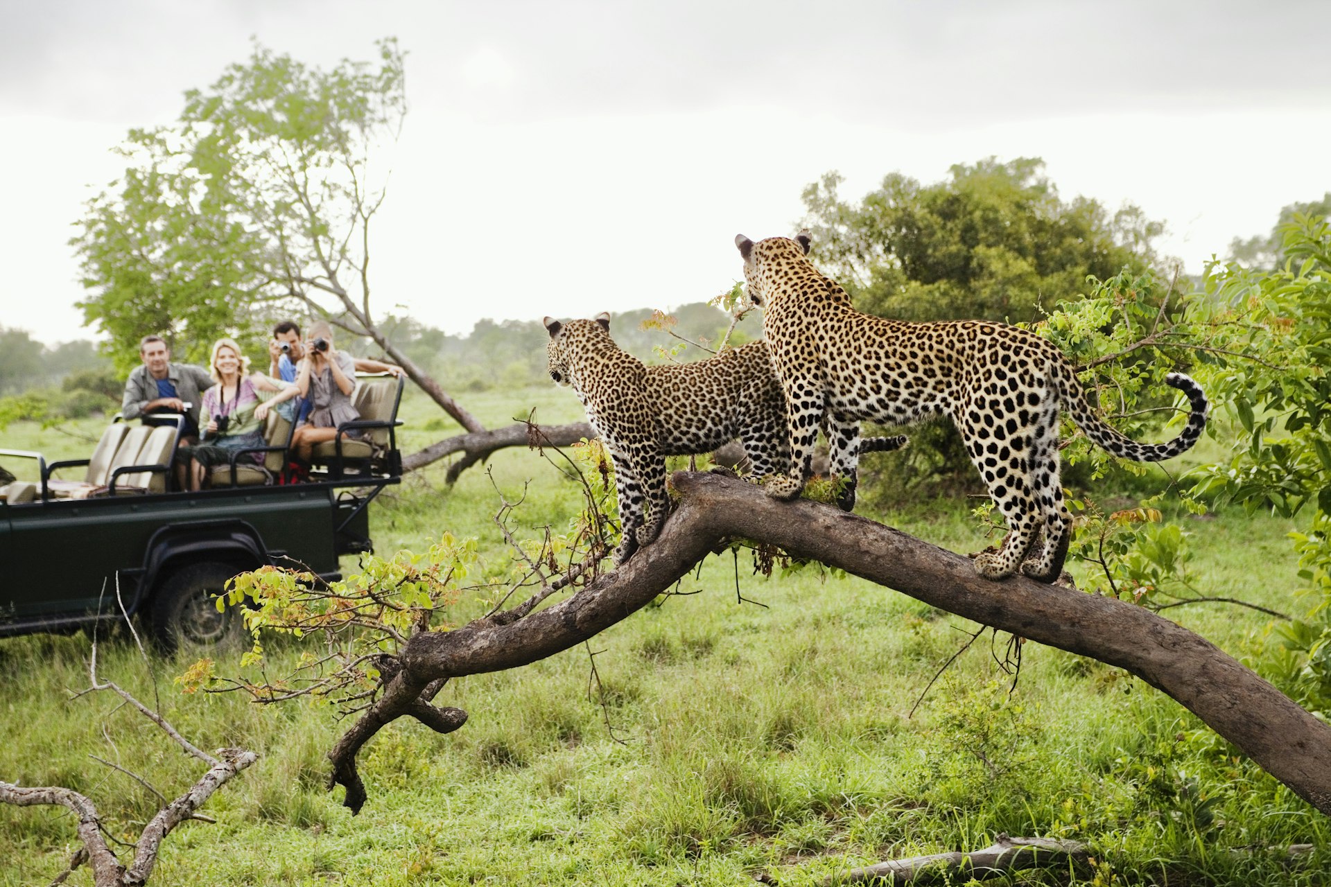 Two leopards on a tree in Kruger National Park