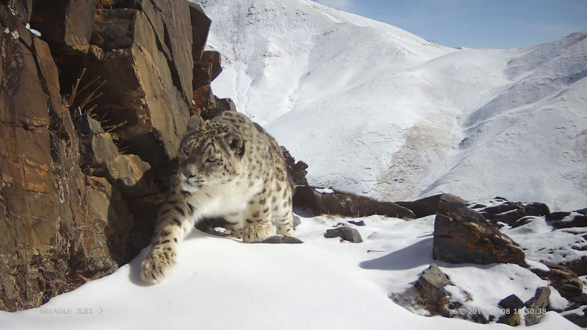 A snow leopard triggers an infrared camera in Three-River-Source National Park as it walks towards the camera, surrounded by snowy white mountains