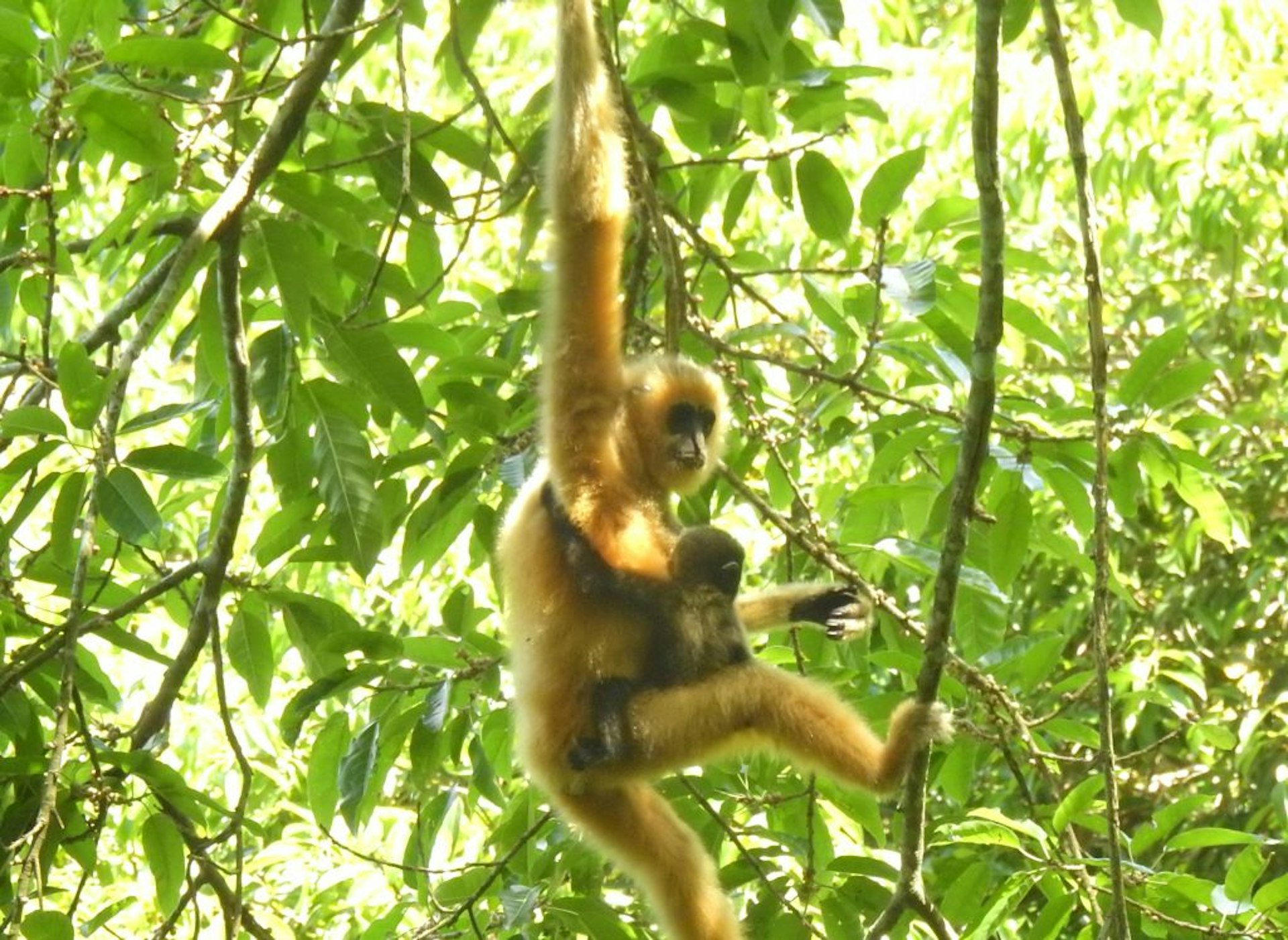 A yellow Hainan gibbon swings between trees at Hainan Tropical Rainforest National Park with its offspring hugging it around the waist