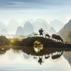 While the Guilin region is known for being a hot tourist destination for travelers from around the world, it is also well-known for the agriculture of the region...The water buffalo is the most important farm animal for these farmers and you will see them working in the field and rice paddies as you explore the lush countryside. The water buffalo is used to till the field and well as a beast of burden. These docile animals graze contentedly along the paths and roads and bath in the waters of the many creeks and steams.