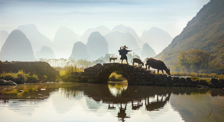 While the Guilin region is known for being a hot tourist destination for travelers from around the world, it is also well-known for the agriculture of the region...The water buffalo is the most important farm animal for these farmers and you will see them working in the field and rice paddies as you explore the lush countryside. The water buffalo is used to till the field and well as a beast of burden. These docile animals graze contentedly along the paths and roads and bath in the waters of the many creeks and steams.