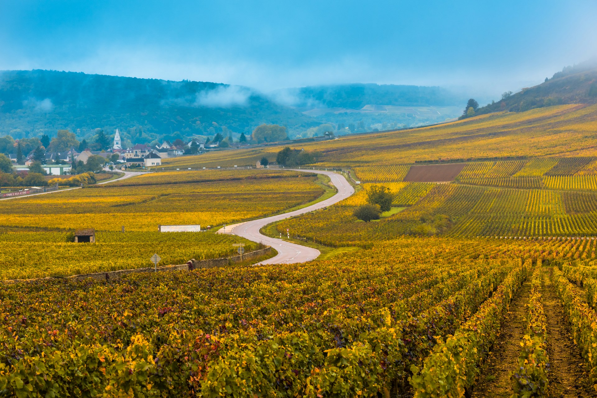 A wide shot of vineyards in the autumn season with golden leaves on the vines and mist on the hills in the distance, Burgundy, France