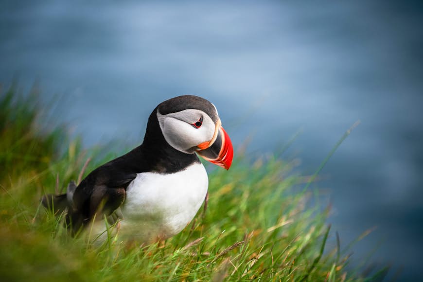 A black and white puffin, with its distinctive orange beak, stands on a ledge at the cliffs of Latrabjarg, Iceland.