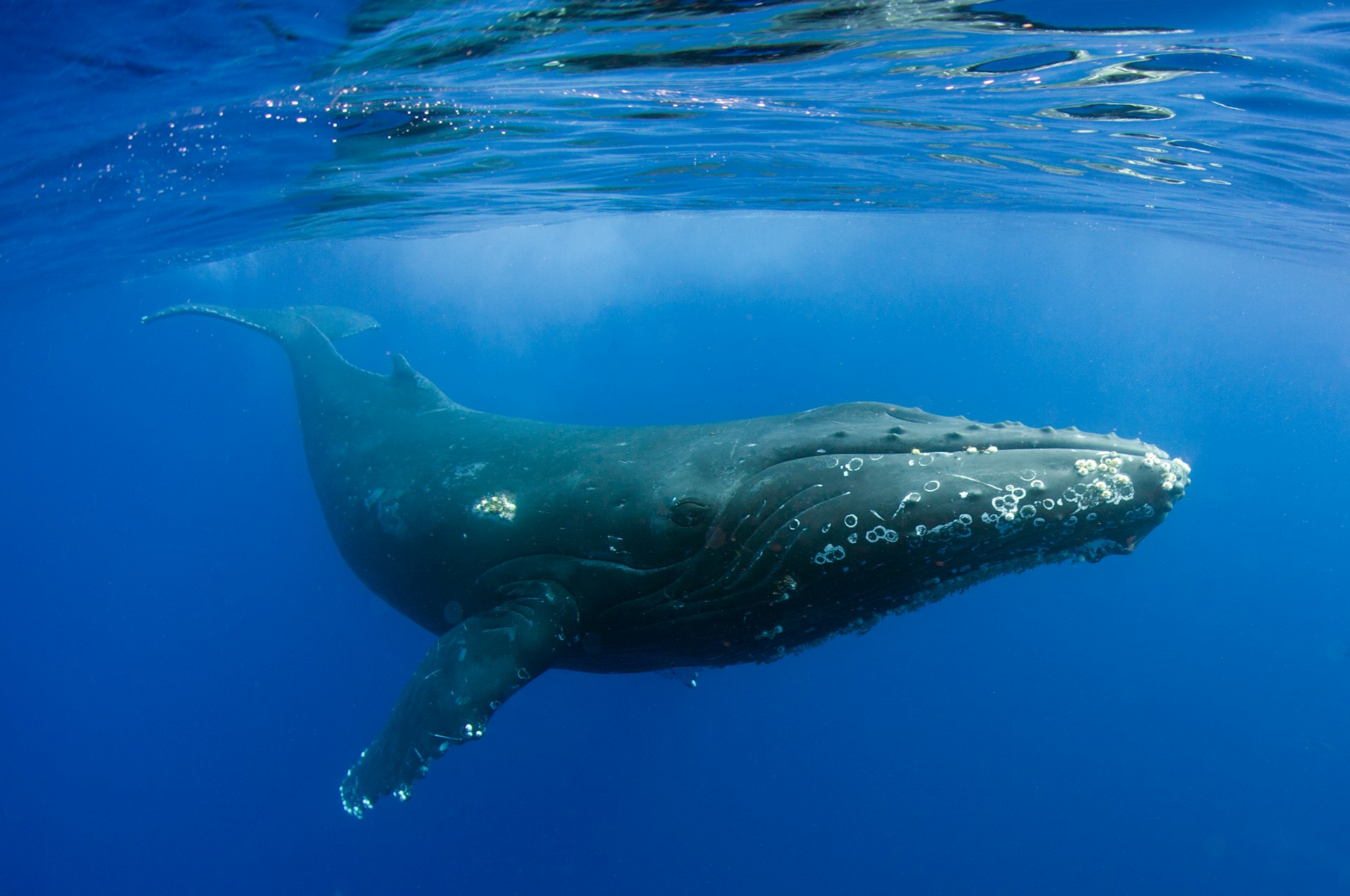 Humpback whale swimming underwater off Maui
