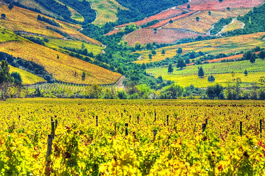 the Valle Colchagua's vineyards in spring