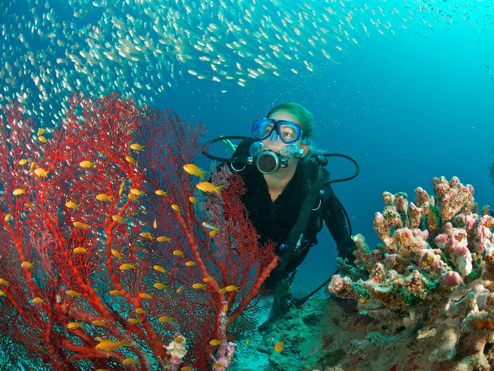 scuba diver admires fish and red fan coral, Maldives