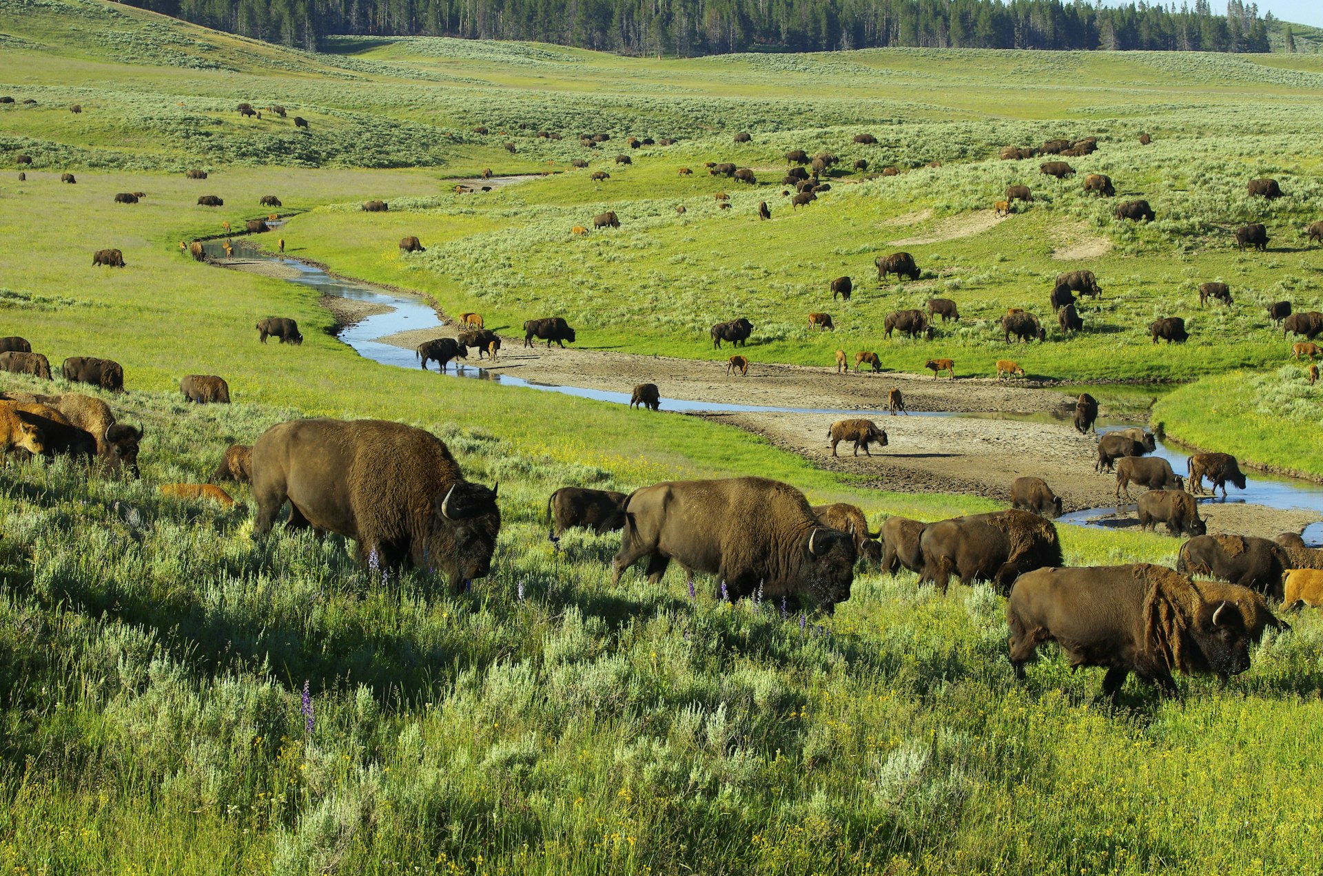 A field of Bison in Yellowstone National Park