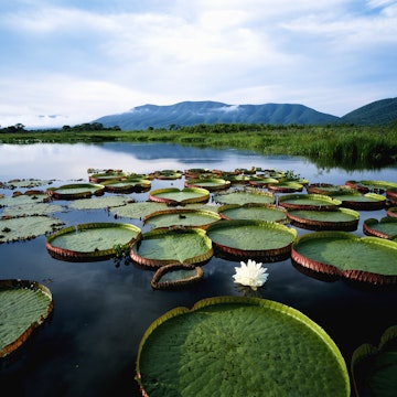 Brazil, Pantanal, water lilies (Victoria regia) sunrise