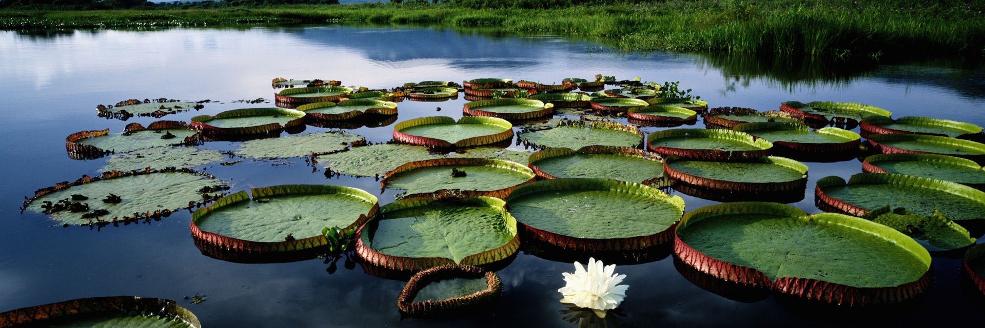 Brazil, Pantanal, water lilies (Victoria regia) sunrise