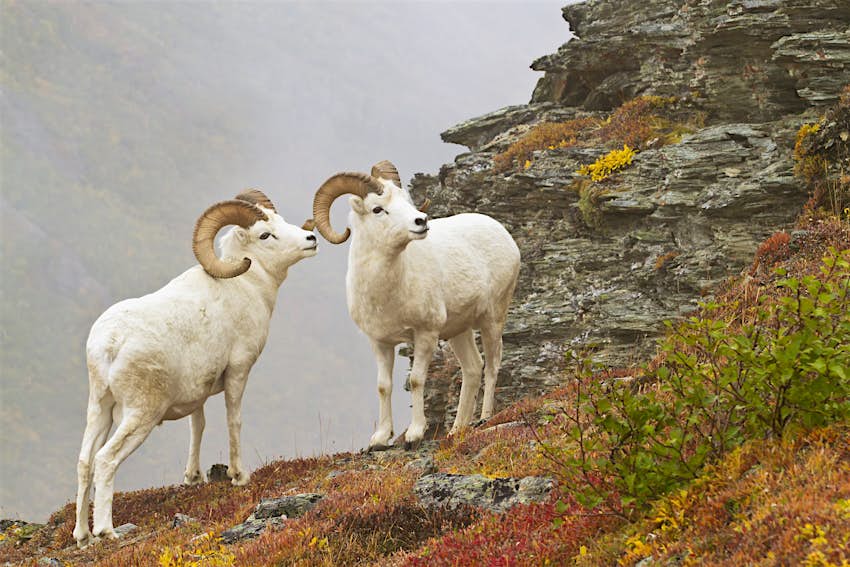 Dall sheep at Denali National Park