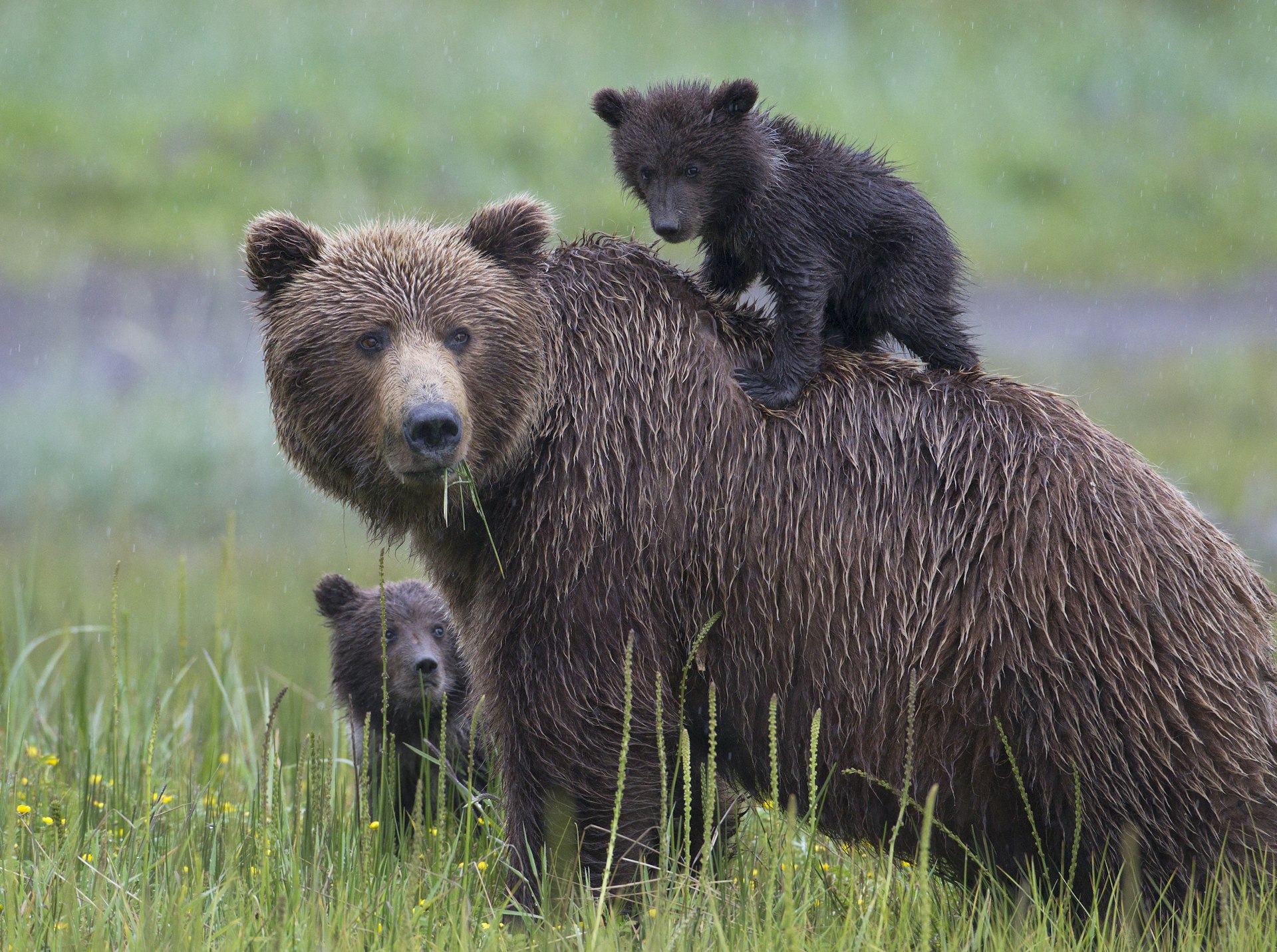 Brown Bear Family with Cub on Mothers Back