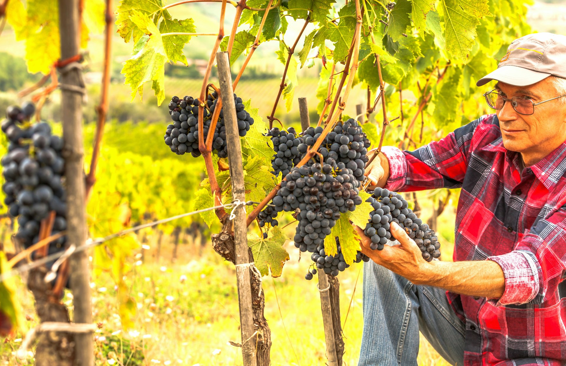 A man surveys a large bunch of purple grapes that hang on a vine