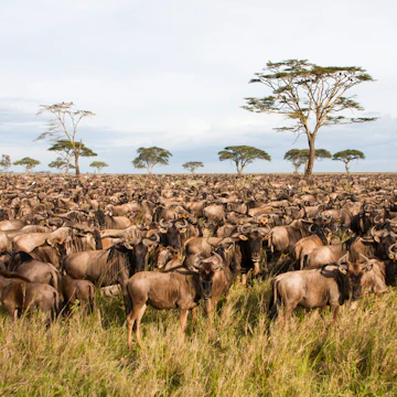 Blue Wildebeest Connochaetes taurinus in Serengeti.
