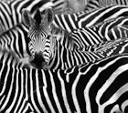 Zebra surrounded with black and white stripes in herd.
