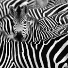 Zebra surrounded with black and white stripes in herd.