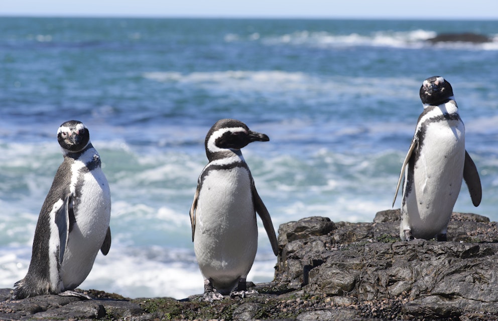 Magellan penguins standing on rocks in Puerto Deseado.