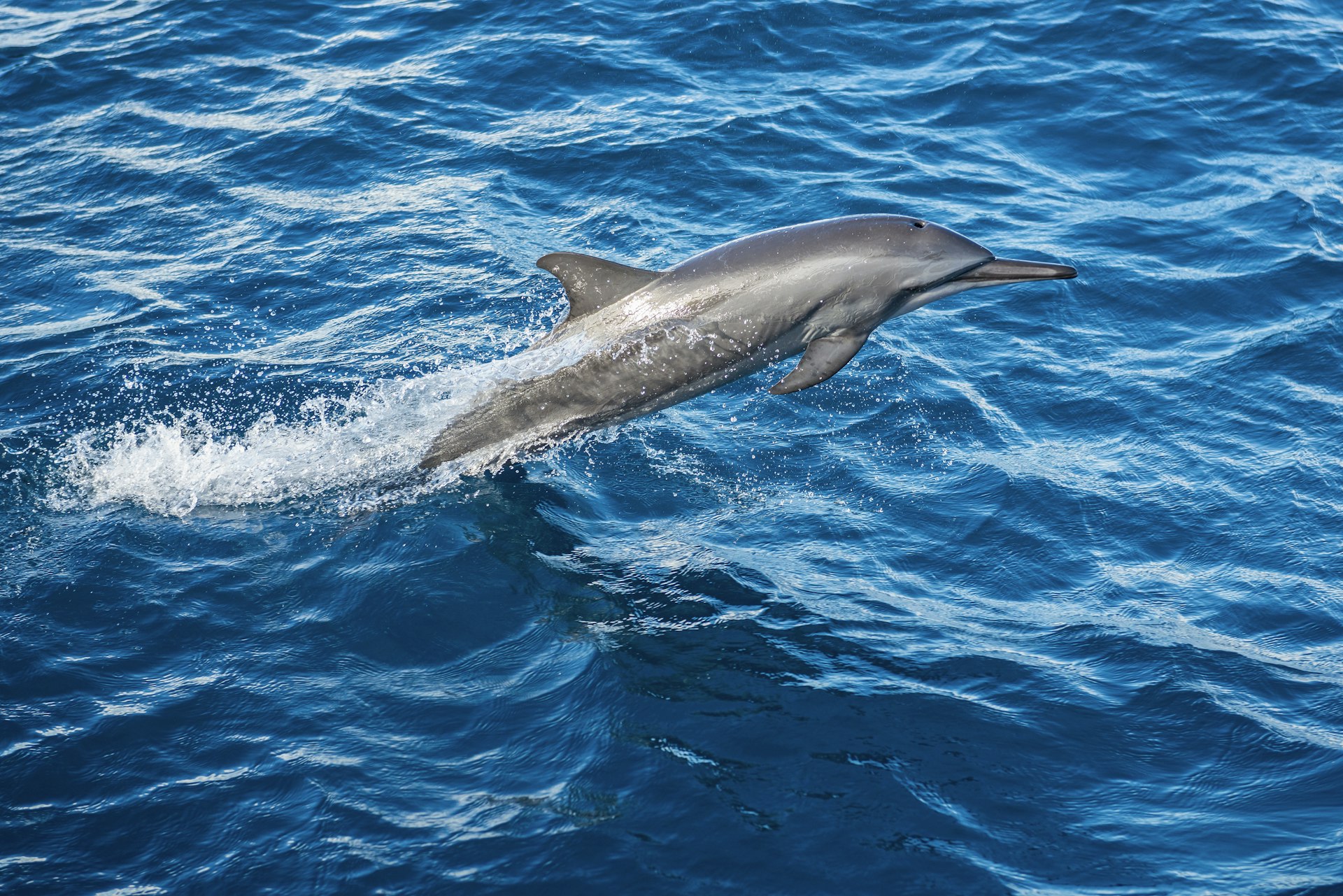 A spinner dolphin leaping in the turquoise waters of the Indian Ocean
