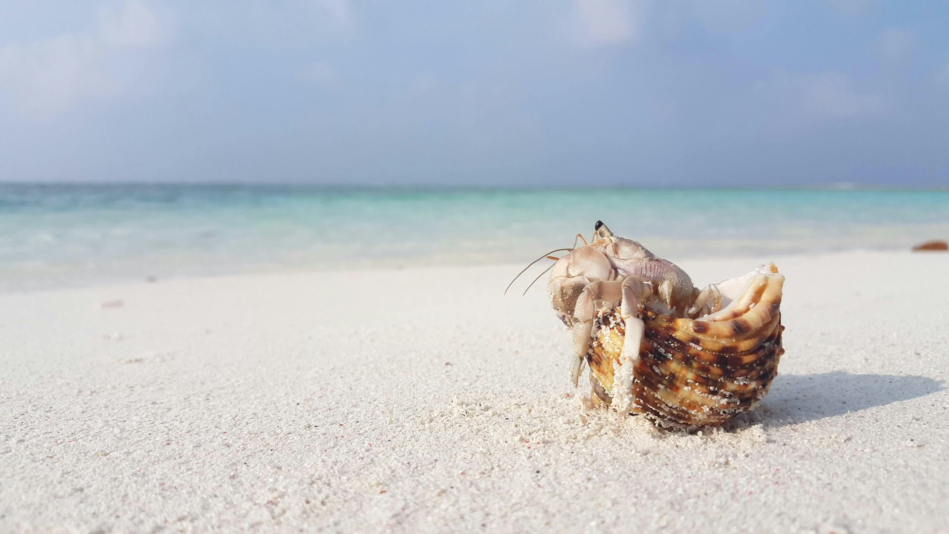 white sandy beach hermit crab on sunny tropical paradise island with aqua blue sky sea water ocean