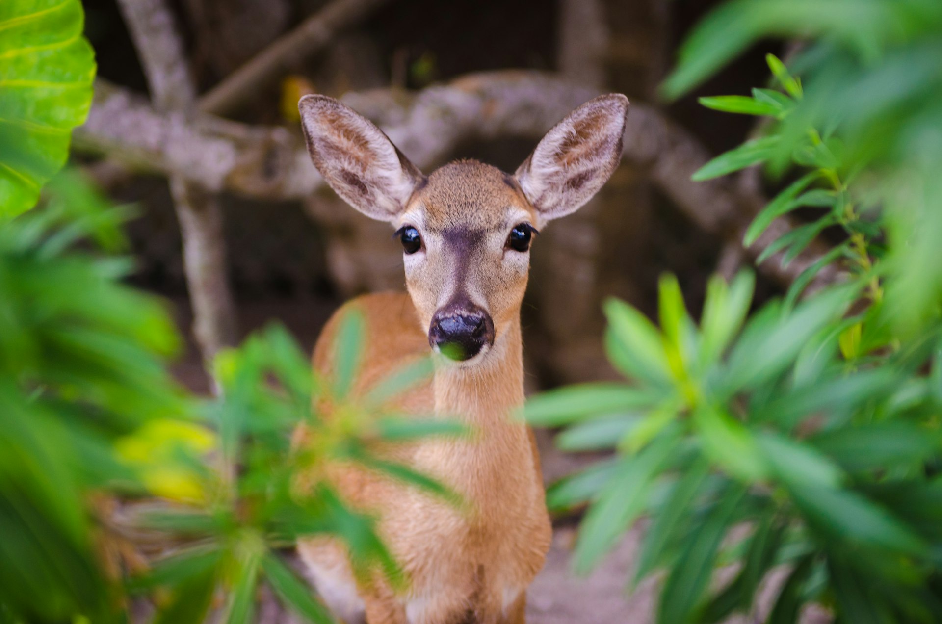 A deer looking into the camera 