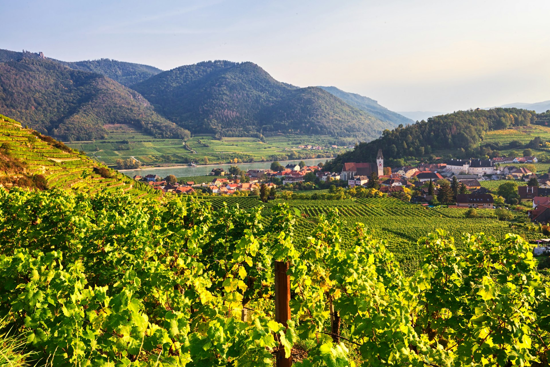 A green valley full of vineyards near Spitz, Austria