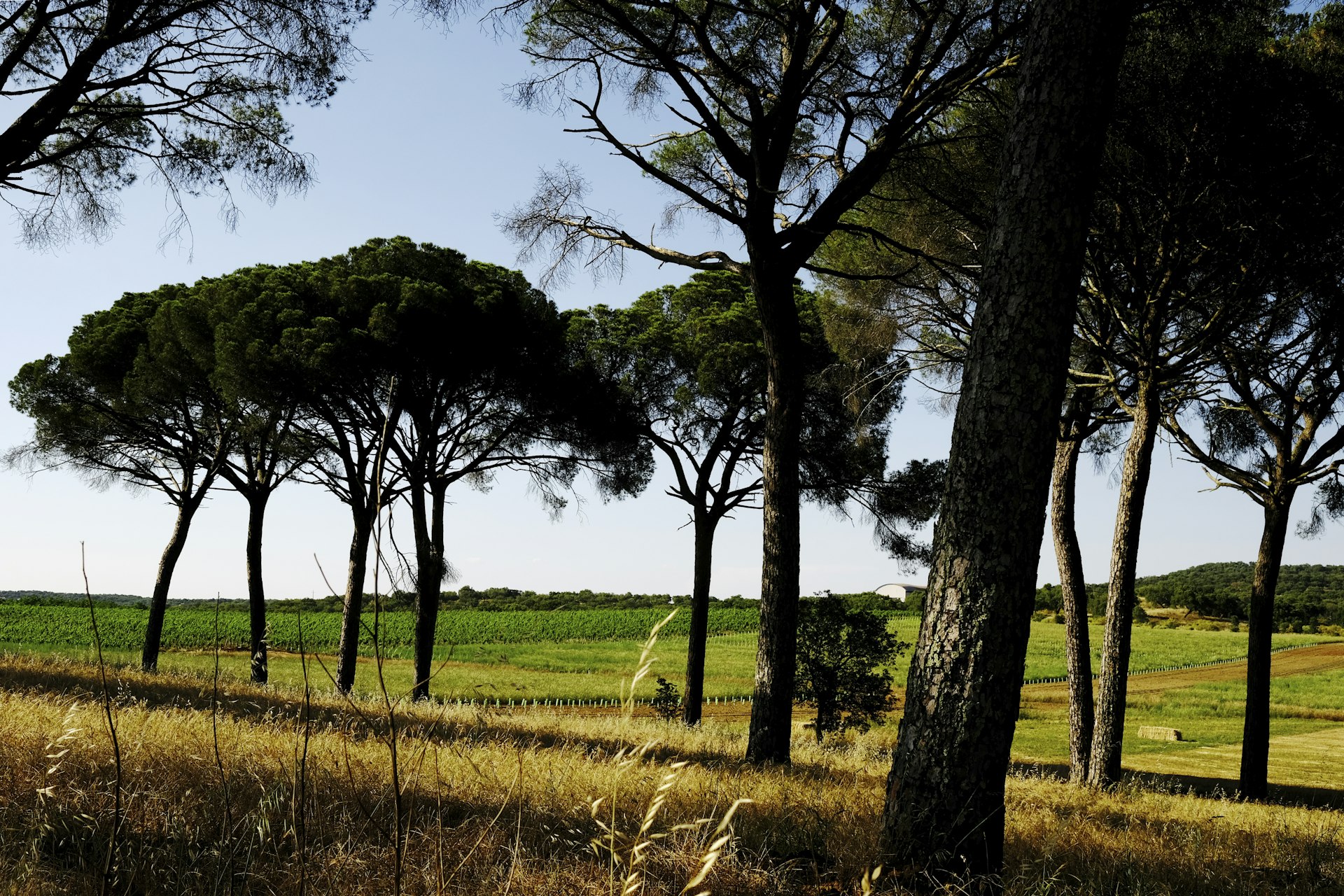 A walnut orchard and a vast area of cork forest.