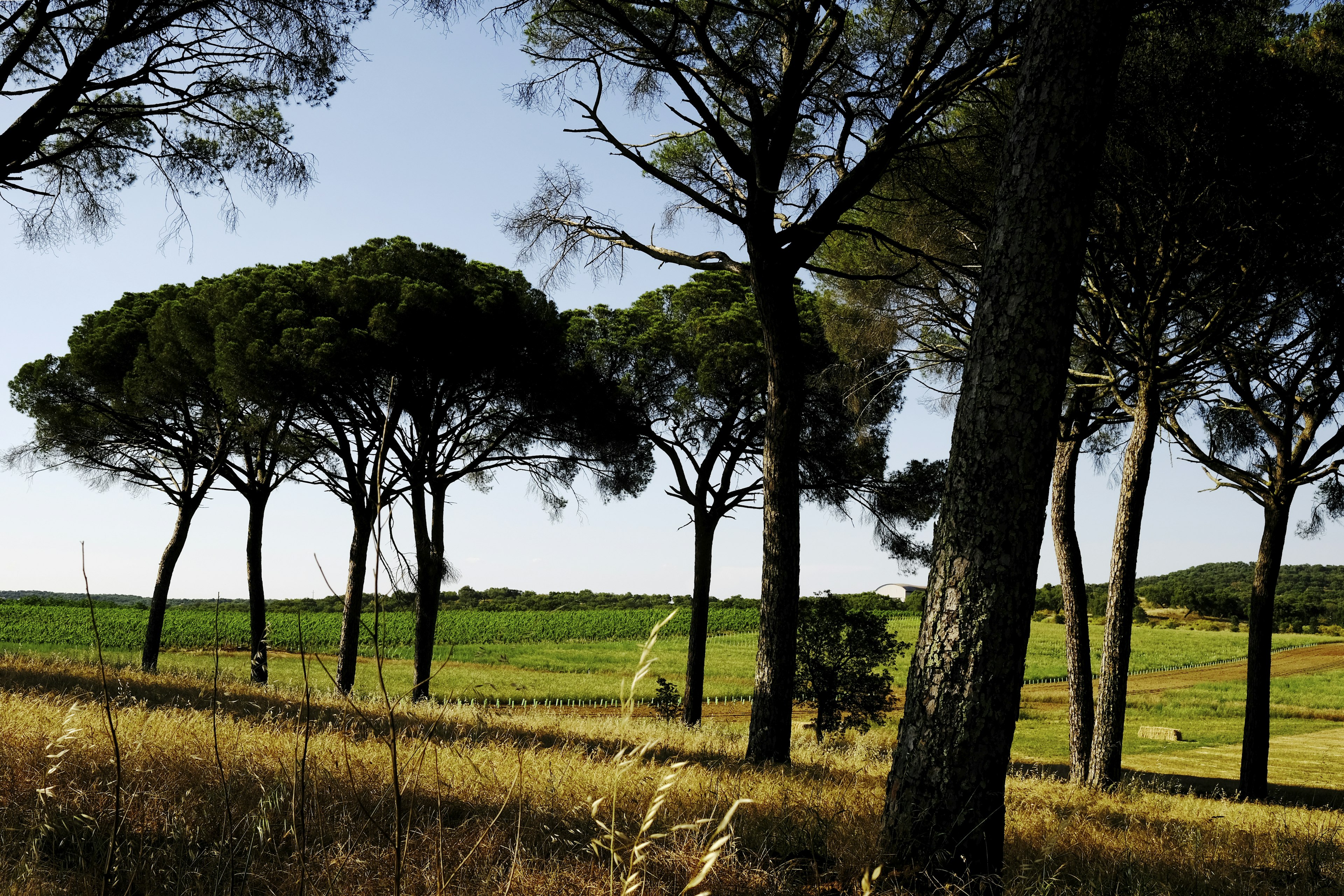 A walnut orchard and a vast area of cork forest.