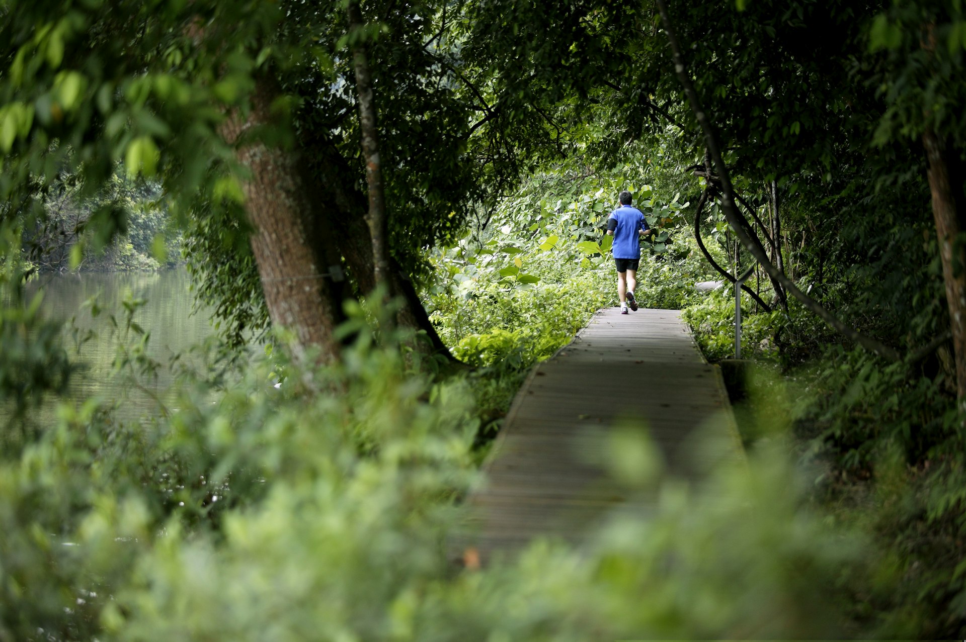 A jogger on a boardwalk path at MacRitchie Reservoir, surrounded by greenery