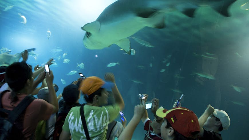 Un groupe d'enfants prenant des photos d'un requin à l'Oceanografic dans la Ciudad de las Artes y las Ciencias