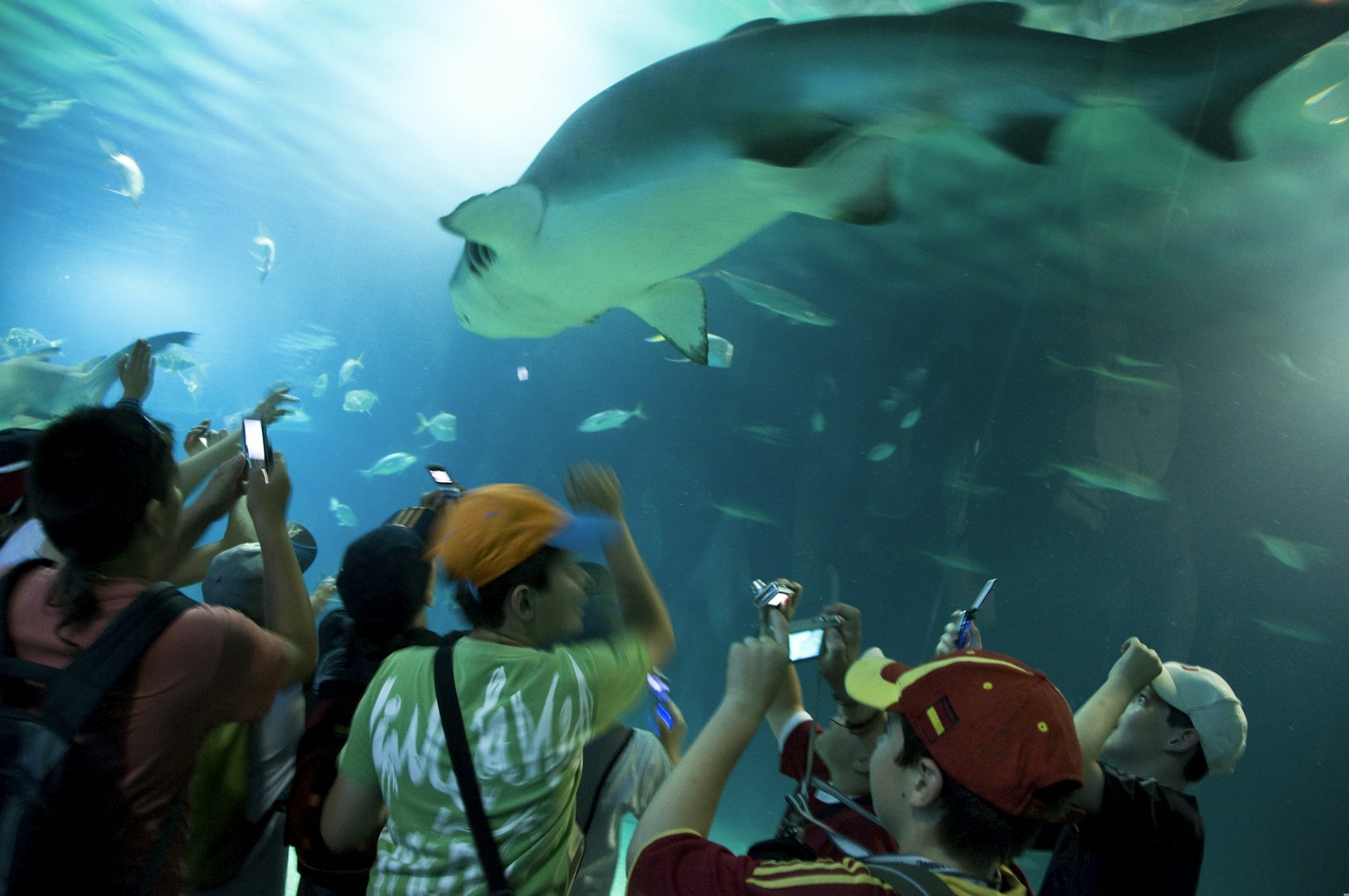 A group of kids taking pictures of a shark at Oceanografic in the Ciudad de las Artes y las Ciencias