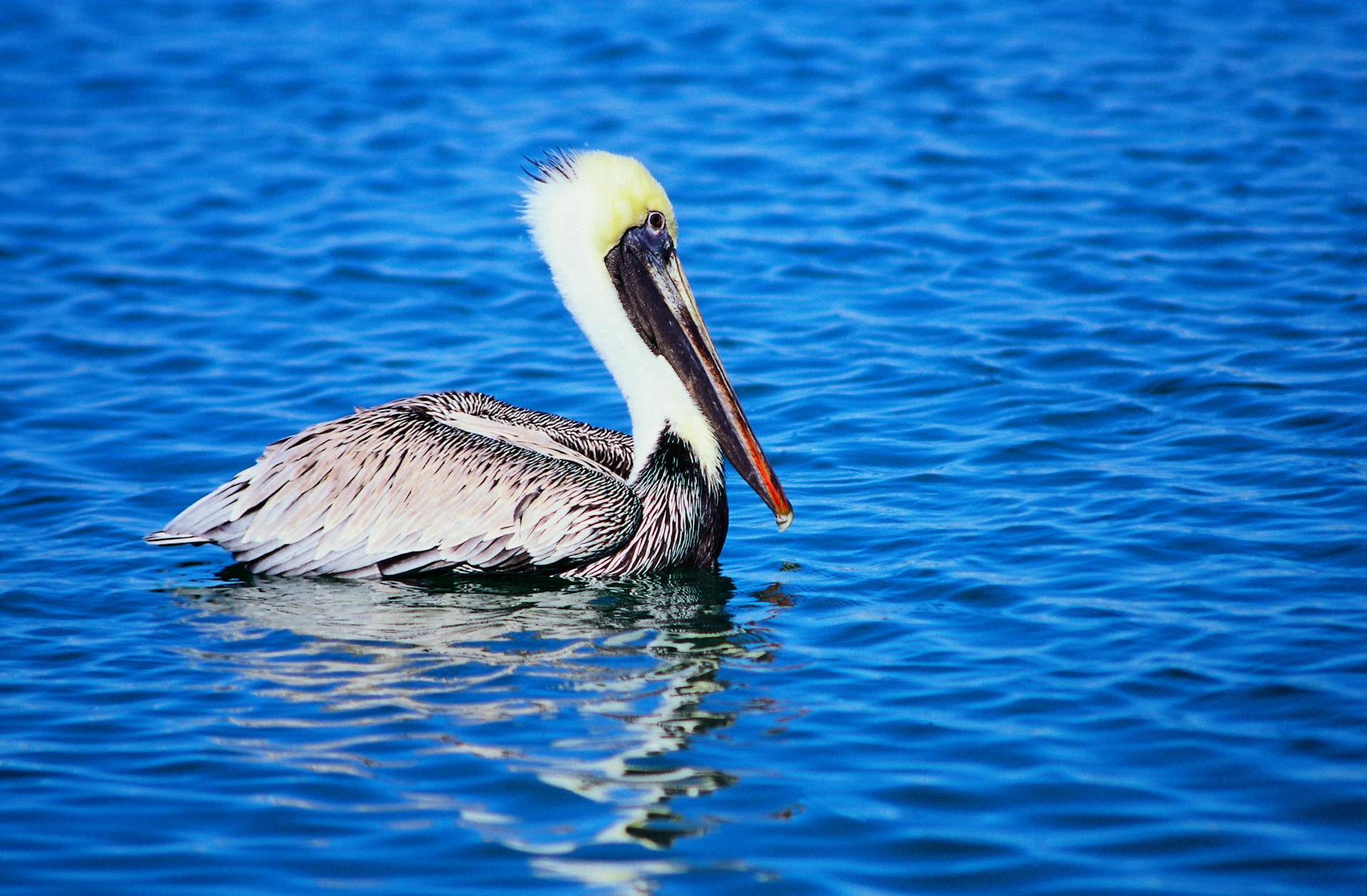 A pelican on the water