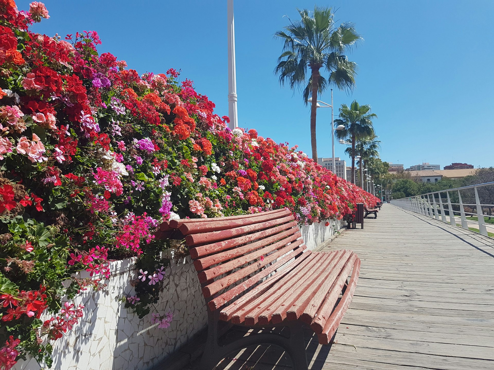 A pink-flower-covered park bench bench midway along Puente de las Flores in Valencia
