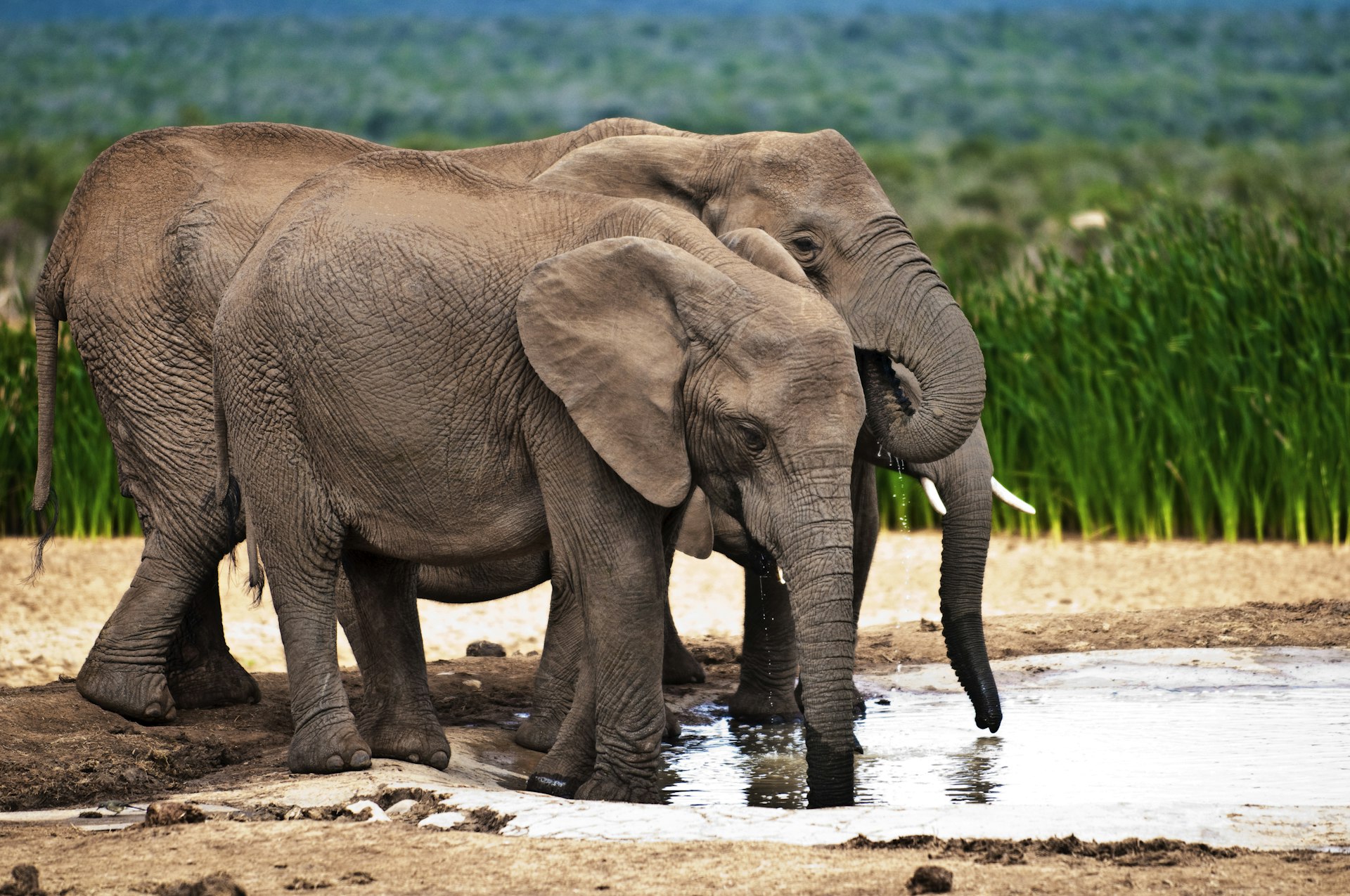 Elephants drinking at water hole at Addo Elephant National Park in South Africa