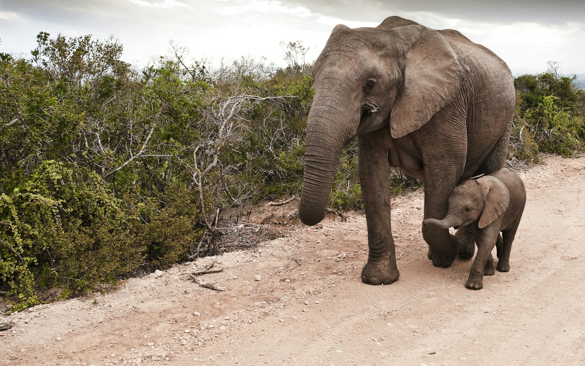 Elephant cow and calf walking on gravel road in Addo Elephant National Park, South Africa