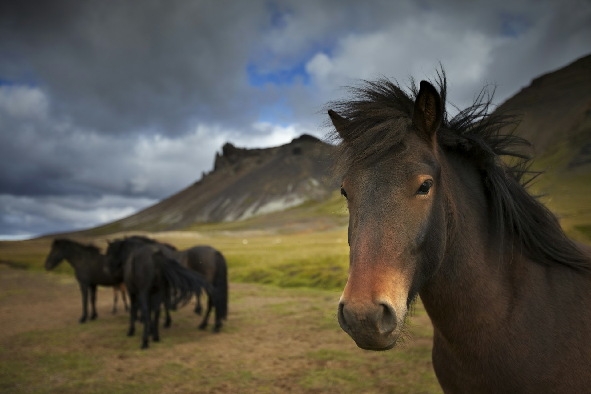 A wild horse looks into the camera with mountains in the background