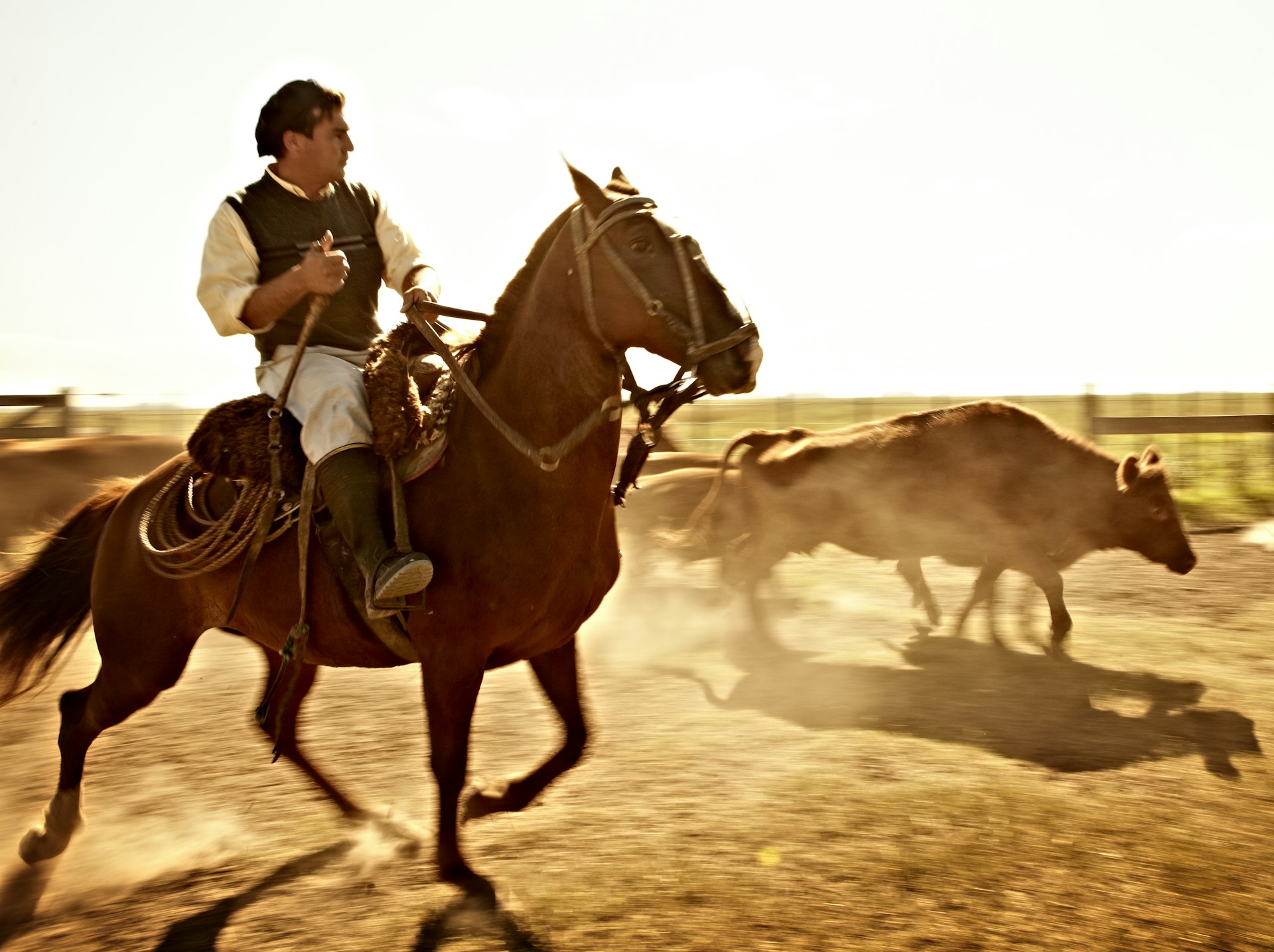 Gaucho horseman herding cattle in Argentina