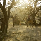 Wranglers on horseback at Dixie Dude Ranch in Bandera, Texas.