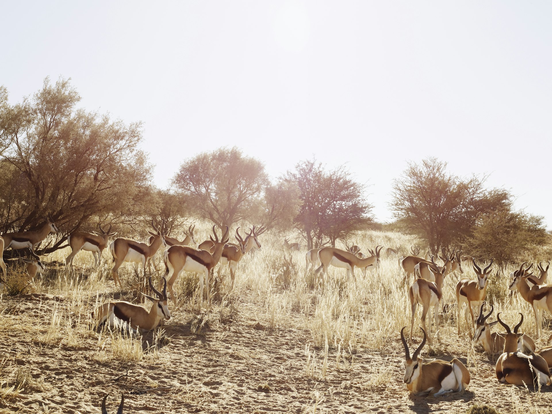 Herd of springbok in parched grasslands of Kgalagadi Transfrontier Park, South Africa