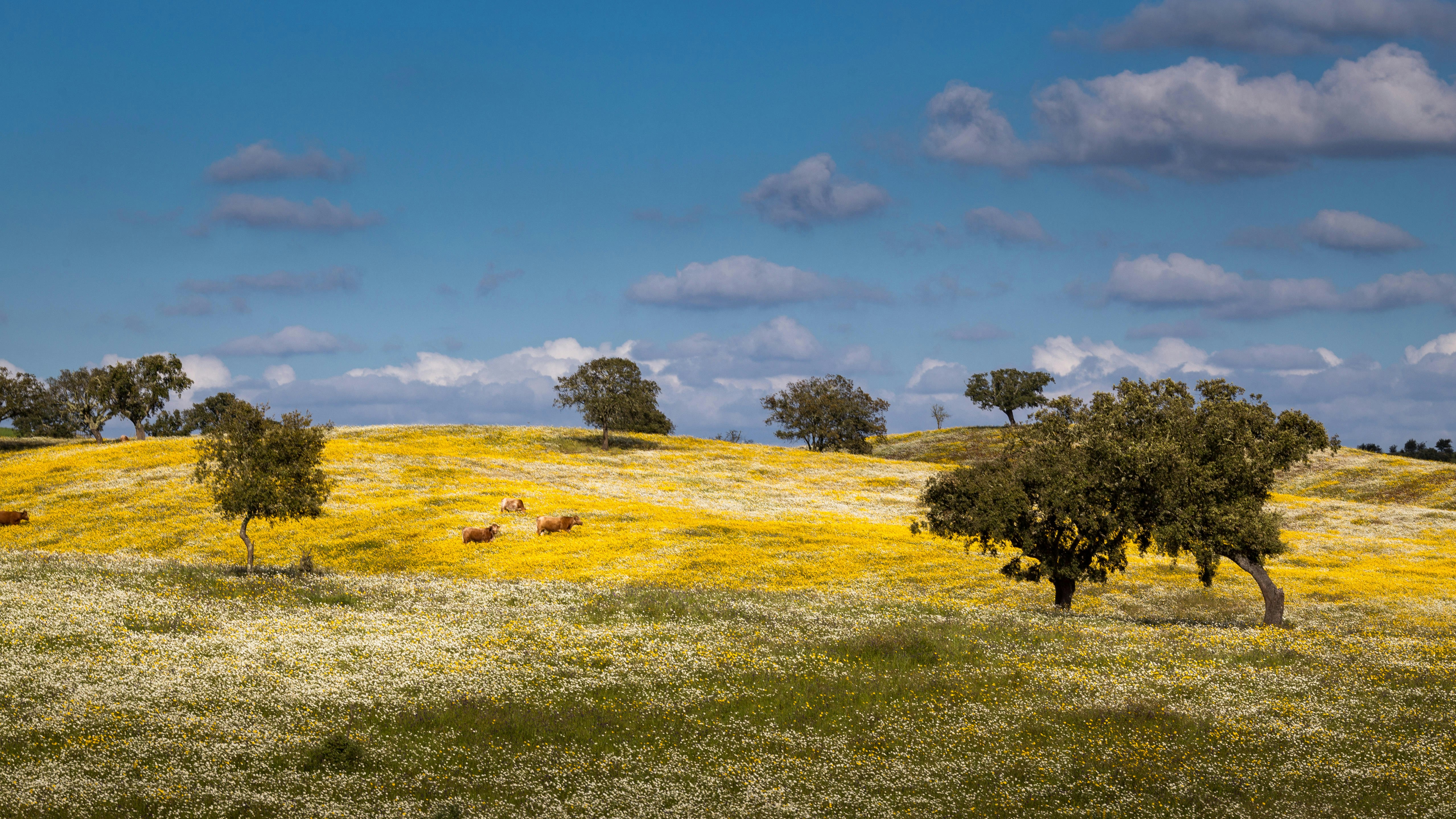 Landscape of Alentejo with a trees, animals and wild flowers.