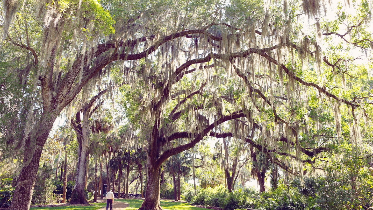 Active senior walking in park lined with beautiful trees with hanging Spanish moss. Conceptual image for contemplation, life reflection, loneliness, and healthy lifestyle. Scenic lifestyle image, wide angle view.