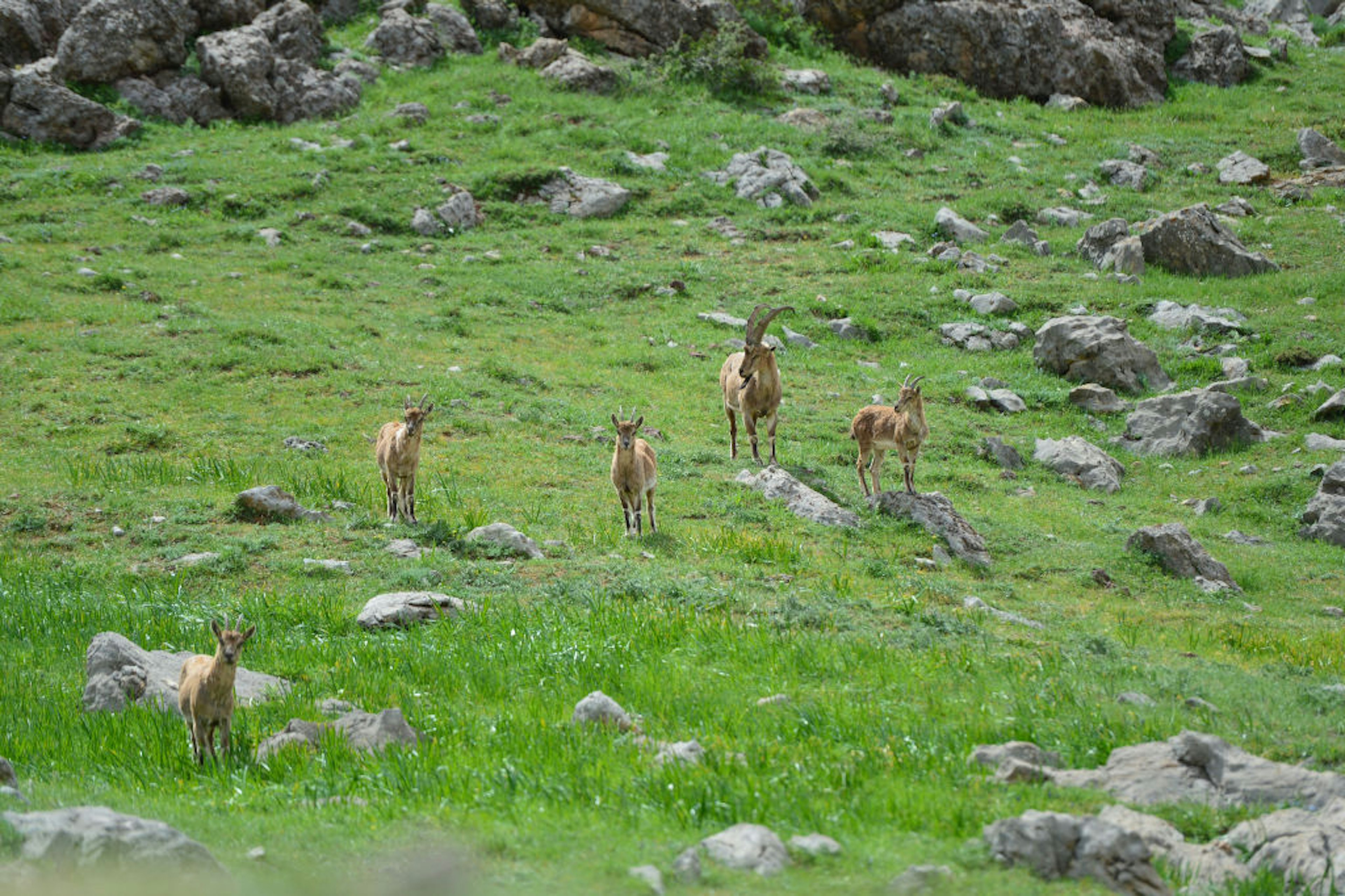 Mountain goats are seen at Munzur Valley National Park, one of Turkey's largest national parks. The goats stand in a large green expanse, looking in the direction of the camera.