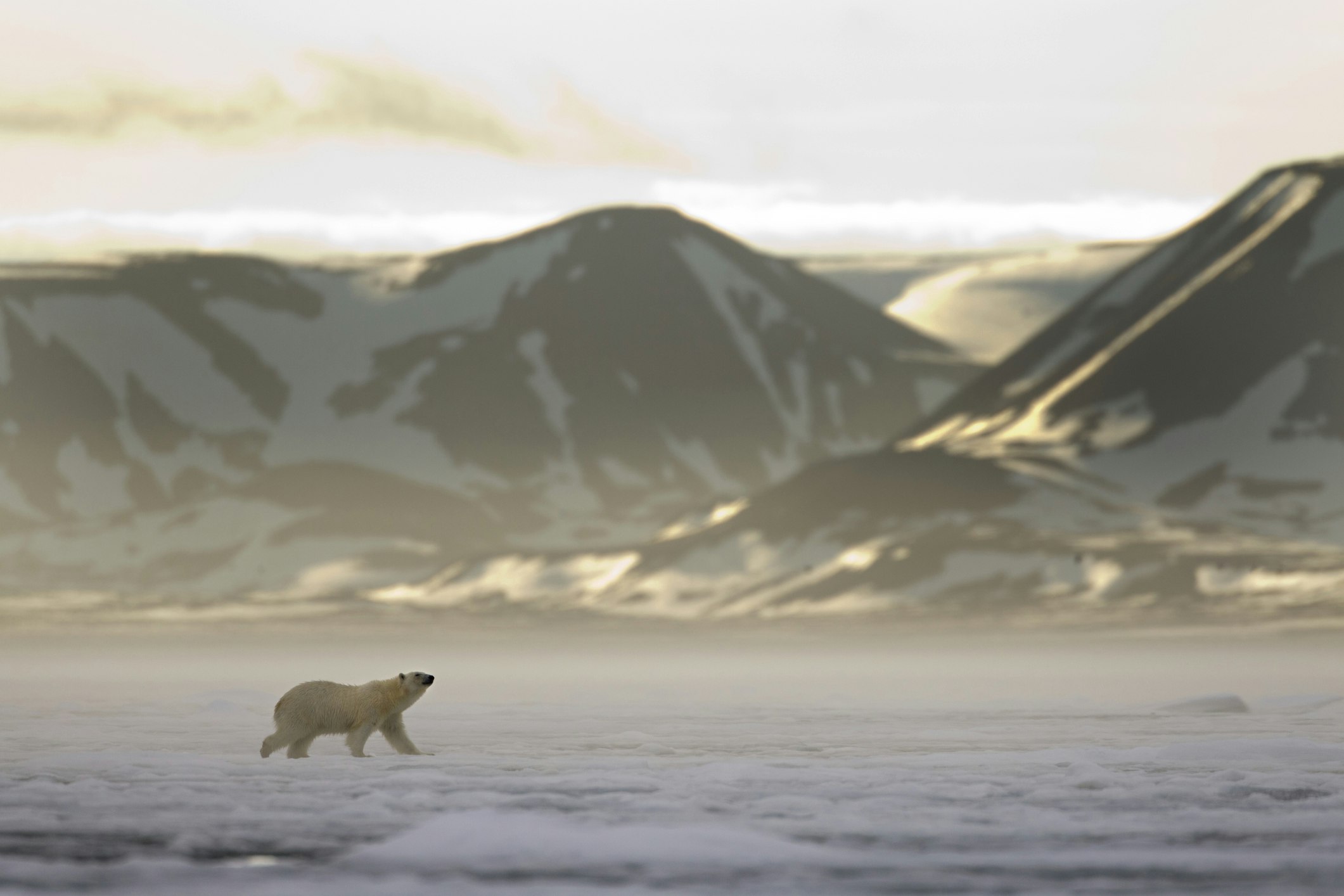 Norway, Svalbard, Spitsbergen Island, Polar Bear (Ursus maritimus) walks across sea ice at entrance to Woodfjorden (Wood Fjord) as midnight sun lights distant mountains