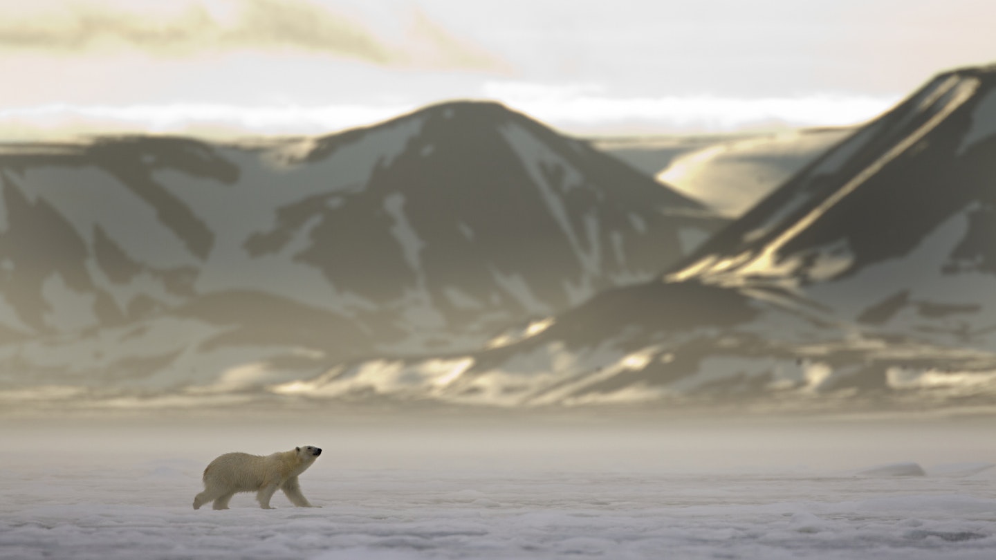 Norway, Svalbard, Spitsbergen Island, Polar Bear (Ursus maritimus) walks across sea ice at entrance to Woodfjorden (Wood Fjord) as midnight sun lights distant mountains