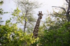 Giraffe, Balule Game Reserve.